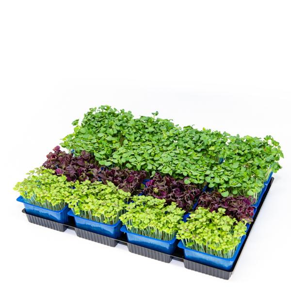 SHISO MIX x16 ΕΙΣΑΓΩΓΗΣ  (ΤΕΜΑΧΙΟ)