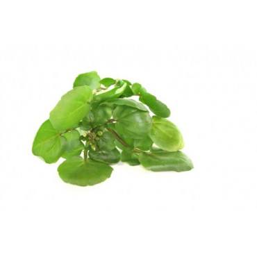 ΝΕΡΟΚΑΡΔΑΜΟ x25g ΕΛΛΑΣ  (ΤΕΜΑΧΙΟ) ΝΕΡΟΚΑΡΔΑΜΟ x25g ΕΛΛ...